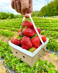 Image for event: April School Holidays Adults (Wyndham) - Strawberry Picking - Wednesday April 12th